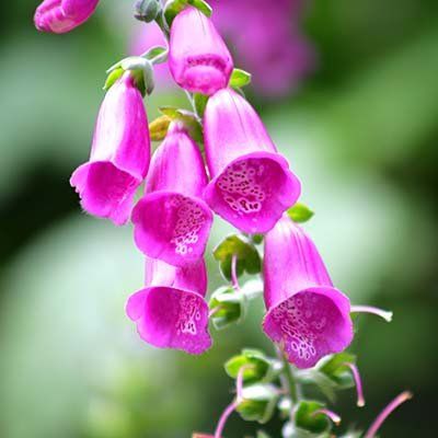 Plantas Medicinales